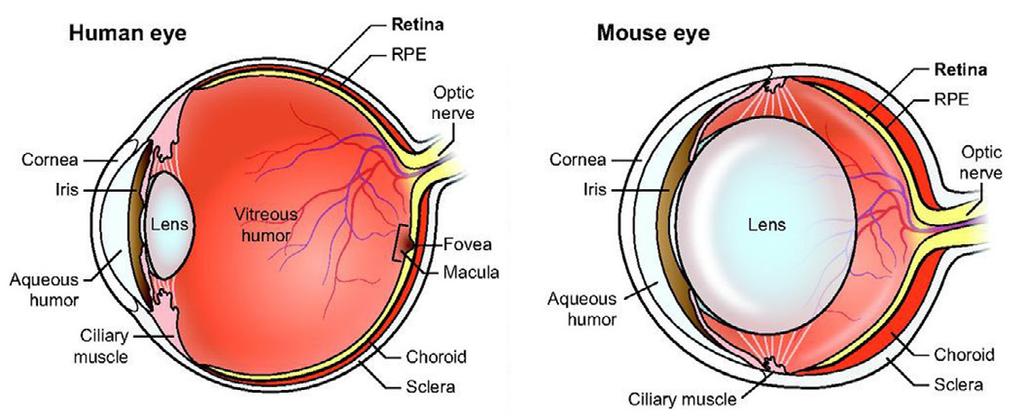 3 2 Review of the literature 2.1 THE VISUAL PATHWAY AND OCULAR VASCULATURE IN MAN AND MOUSE The eye is a complex system of many specialized tissues integrated into a functional sense organ.