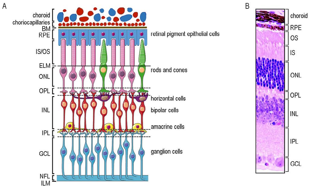 5 Figure 2. Retinal layers.