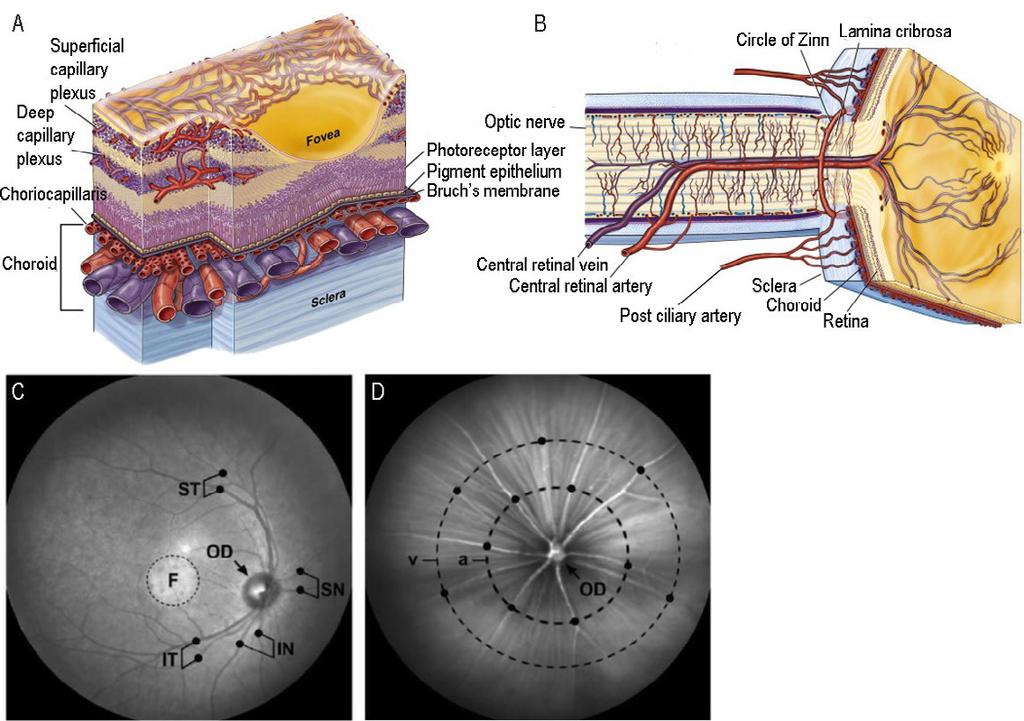 6 (Remington, 2005). The absence of blood vessels in the fovea allows the light to pass through the photoreceptor s outer segment without any obstruction.