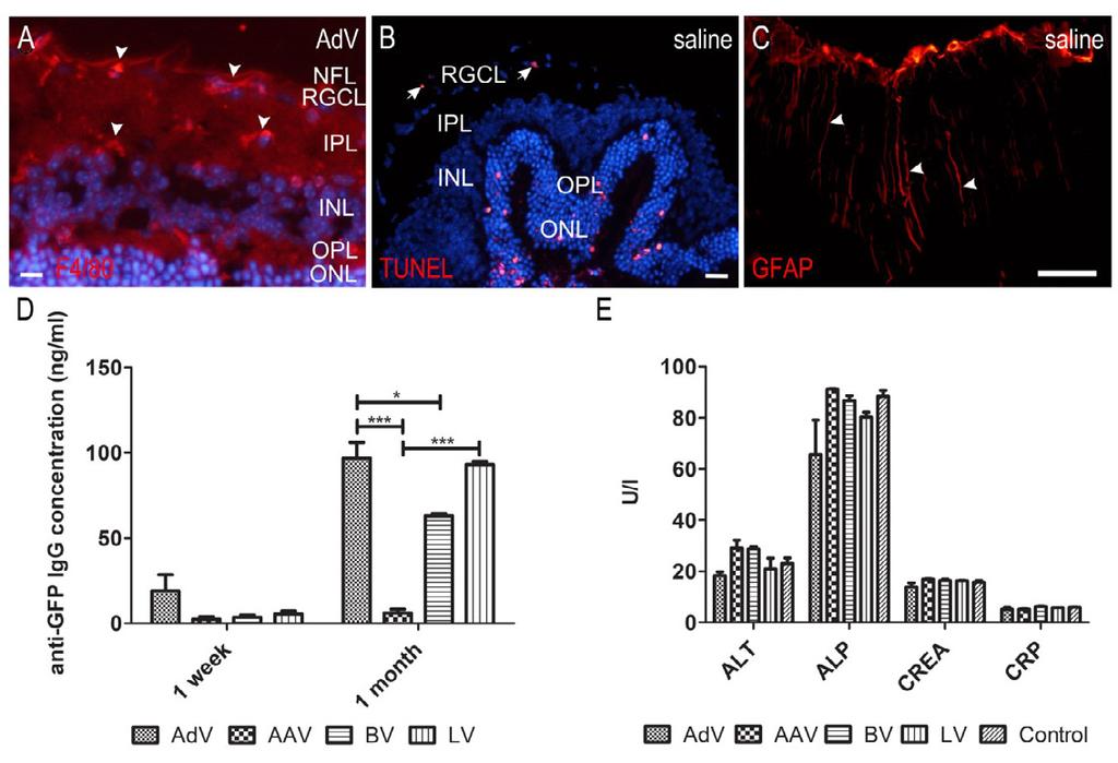 41 Figure 9. Local adverse effects in the eye and systemic effects after intravitreal injection.