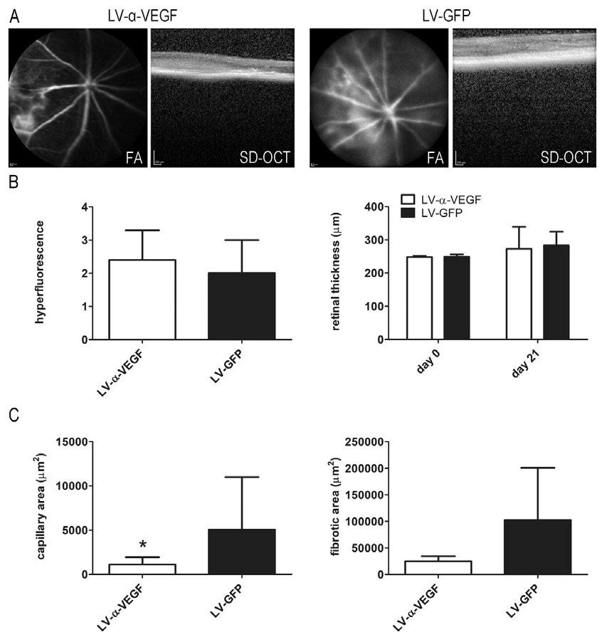 47 Figure 13. Vascular and retinal changes after lentiviral mediated α-vegf (LV-α-VEGF) and control LV-GFP injection.