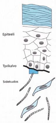 (18p) Epiteelisoluja Fibroblasteja Sijainti kudoksessa Heino & Vuento: 7-7, 10-10 Heino & Vuento:9-6 Heino & Vuento: 9-6 Epiteelisoluja ovat mm.