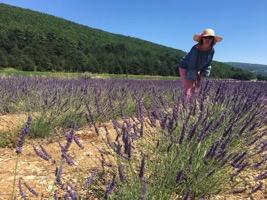 JOOGA- JA HYVINVOINTIMATKA PROVENCEEN 24.-30.6.2019 Tervetuloa mukaan kaikkia aisteja herättävälle jooga- ja hyvinvointimatkalle Provenceen!