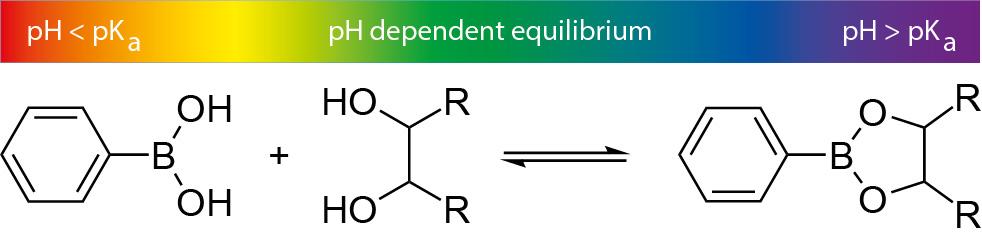 Figure 7. Another example of dynamic covalently bound networks is boronic acids together with 1,2- or 1,3-diols.