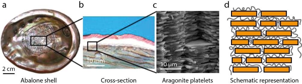 1.8.2 Nacre Nacre is a composite material in the inner part of the sea shells, and the outer part of pearls.