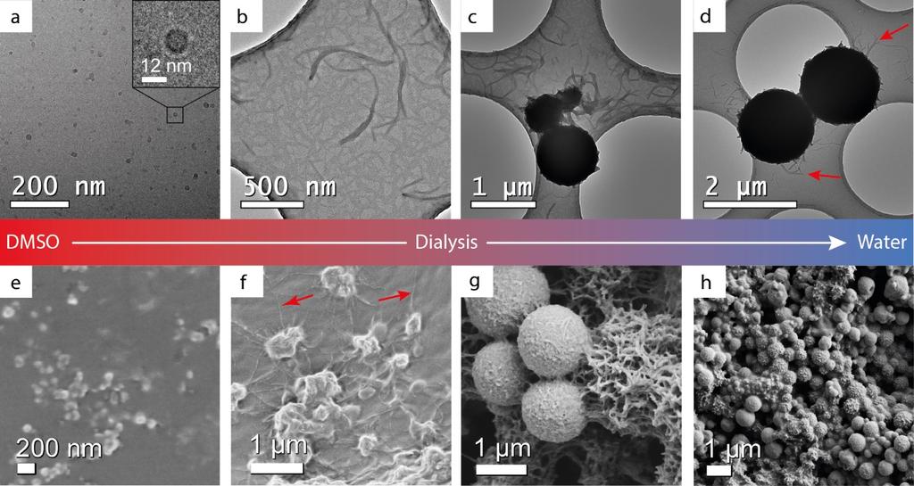Figure 18. Also SEM shows small particles (Figure 18e), which upon addition of water form fibrillar aggregates (Figure 18f) and eventually micrometer sized spheres (Figure 18g and Figure 18h).