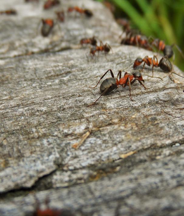 Tiesitkö muurahaisista tämän?