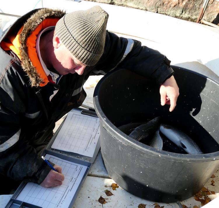 Saaliskalojen kirjaus rysäparivertailun rysistä (4 kpl)