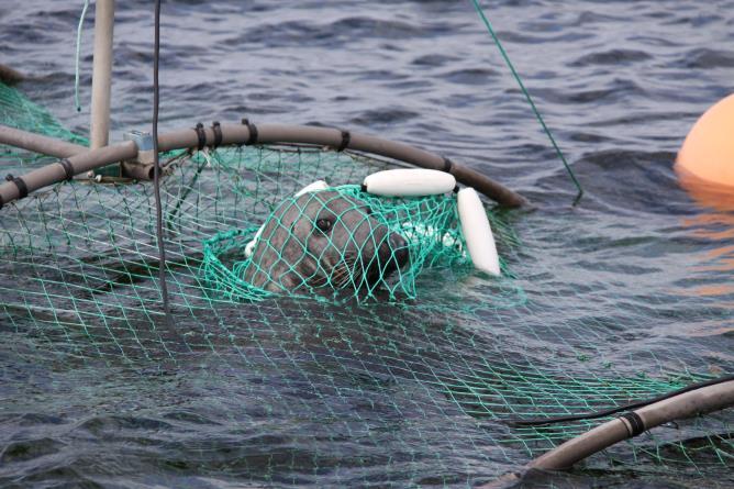 Hylkeenpyyntilaitteet asennettu molempien vertailurysäparien PU-rysiin joissa hyljekarkotin Varmennuskeino vanhojen, kuurojen yksilöiden tai muusta syystä rysään mahdollisesti uineiden hallien