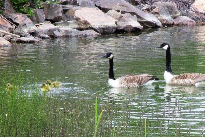 Lähdemme yhdessä klo 18 kiertämään allasta. Katselemme ja kuuntelemme keväistä luontoa.