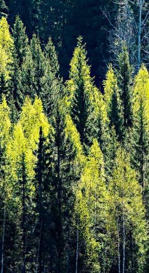 Korkealaatuista puuta kestävästi hoidetuista metsistä Palvelemme sekä metsänomistajia että puuraaka-ainetta ja puuenergiaa hyödyntävää teollisuutta Markkinajohtaja yksityismetsien puukaupassa ja