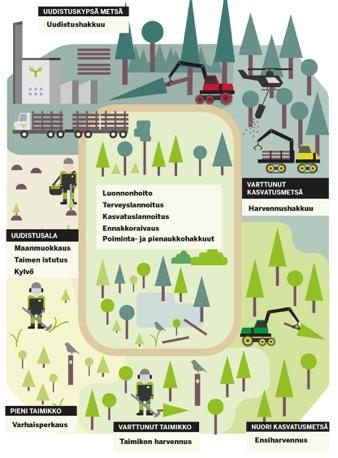 Metsä Forest: Pääprosessialueet Planning Member Services Wood Purchasing and Service Sales Production Customership Invoicing & Product Costing Business Support 5 Logistiikka Tuotanto Tiedonvälitys ja