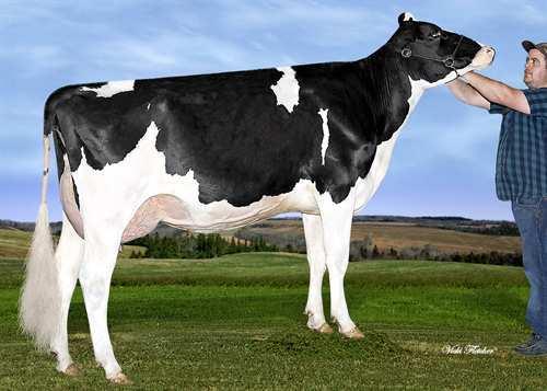 Duty-Free EDG DUTY-FREE 0200HO02954 NUMERO UNO x G W ATWOOD x SHOTTLE AMIGHETTI NUMERO UNO CO-VISTA ATWOOD DESIRE EX-90-7YR-CAN 13* MAPLE-DOWNS-I G W ATWOOD SCIENTIFIC DELUXE RAES EX-91-4YR-USA 4*