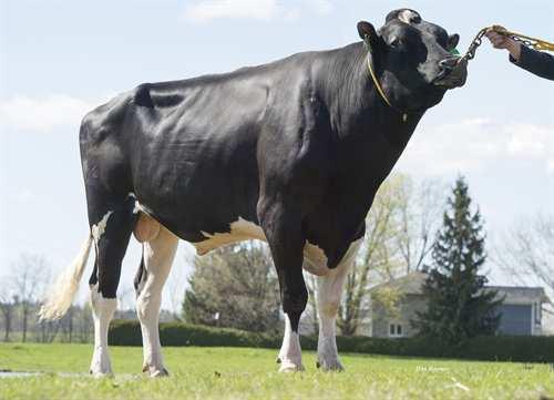 Lautrust COMESTAR LAUTRUST 0200HO03910 SUDAN x MAN-O-MAN x GOLDWYN VA-EARLY-DAWN SUDAN CRI COMESTAR LAUTAMAI MAN O MAN VG-87-2YR-CAN 13* LONG-LANGS OMAN OMAN COMESTAR LAUTAMA