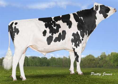 Muscadet LEADERWIN MUSCADET 0200HO09136 MOGUL x JEEVES x SHOTTLE MOUNTFIELD SSI DCY MOGUL LEADERWIN JEEVES MACE EX-90-5YR-USA KED OUTSIDE JEEVES KEVREL SHOTTLE MAY EX-94-2E-USA