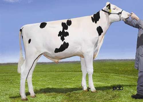 Silva BENNER SILVA 0200HO06602 DAY x PLANET x SHOTTLE MINNIGAN-HILLS DAY AMMON-PEACHEY SHANA VG-87-2YR-CAN DOM 8* ENSENADA TABOO PLANET PINE-TREE MARTHA SHEEN TY VG-86-3YR-USA DOM 9* PICSTON SHOTTLE