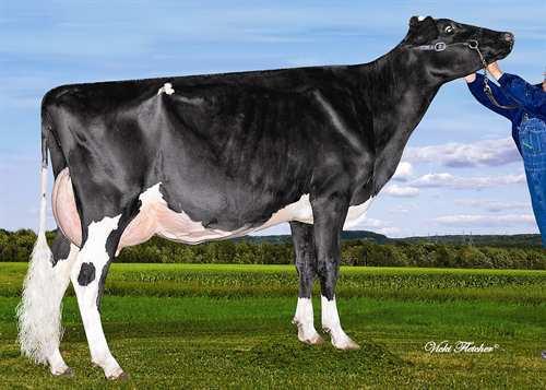 Superieur DESLACS SUPERIEUR 0200HO06507 SUPERSONIC x DOMAIN x GOLDWYN MISTY SPRINGS SUPERSONIC SIEMERS DMAIN BRILLIANCE VG-86-2YR-CAN RONELEE TOYSTORY DOMAIN REGANCREST G BEDAZZLE EX-91-5YR-USA DOM