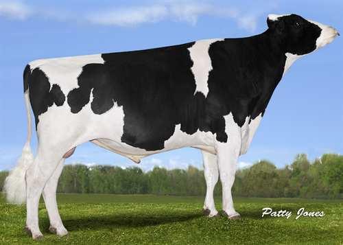 Brekem *RC SWISSBEC BREKEM RC 0200HO03927 BOOKEM x MAN-O-MAN x MR BURNS *RC DE-SU 521 BOOKEM MISTY SPRINGS MOM BRENNA VG-86-2YR-CAN 1* LONG-LANGS OMAN OMAN MISTY SPRINGS MB