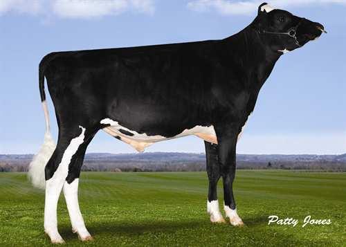 Divo SANDY-VALLEY DIVO 0200HO10085 DAY x METEOR x SANDY MINNIGAN-HILLS DAY SANDY-VALLEY METR DAMSEL VG-85-2YR-USA SULLY ALTAMETEOR SANDY-VALLEY SANDY DAISY EX-94-2E-USA SANDY-VALLEY TALENT