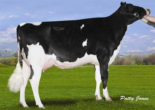 Bytes PROGENESIS BYTES 0200HO10560 KINGBOY x SUPERSIRE x BOOKEM MORNINGVIEW MCC KINGBOY PES009 SUPERSIRE BREANNE SEAGULL-BAY SUPERSIRE MS LOOKOUT PESC BKM BRIA VG-85-2YR-CAN 2* DE-SU 521 BOOKEM