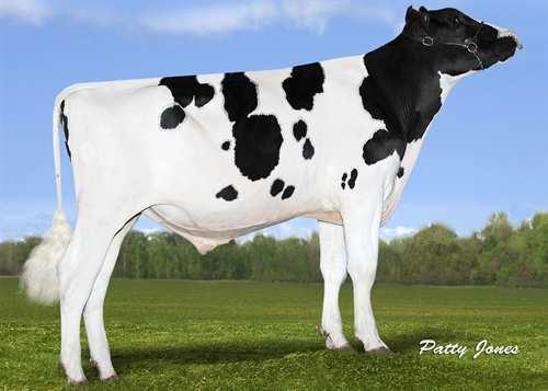 Pembroke SANDY-VALLEY-I PEMBROKE 0200HO10360 DAVINCI x NUMERO UNO x PLANET DE-SU MG DAVINCI 11288 SANDY-VALLEY NU PENELOPE VG-85-2YR-USA AMIGHETTI NUMERO UNO PINE-TREE MONICA PLANETA VG-86-3YR-USA