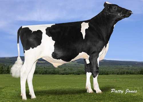 Esteem STANTONS ESTEEM 0200HO10596 SUPERSHOT x NUMERO UNO x SUPER COGENT SUPERSHOT STANTONS UNO ENYA VG-86-2YR-CAN 3* AMIGHETTI NUMERO UNO STANTONS SUPER ELDA GP-83-2YR-CAN 10* CHARLESDALE