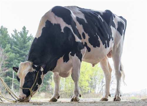 Solomon WALNUTLAWN SOLOMON 0200HO10146 DOORMAN x LAVANGUARD x FBI VAL-BISSON DOORMAN MISTY SPRINGS LAVANGUARD SUE VG-89-4YR-CAN 9* COMESTAR LAVANGUARD MISTY SPRINGS FBI SUZANNE VG-87-2YR-CAN 4*