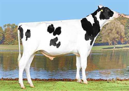 Sunlight WALNUTLAWN SUNLIGHT 0196HO53829 COMMANDER x MCCUTCHEN x LAVANGUARD LARCREST COMMANDER WALNUTLAWN MCCUTCHEN SUMMER VG-89-3YR-CAN DE-SU BKM MCCUTCHEN 1174 MISTY SPRINGS LAVANGUARD SUE