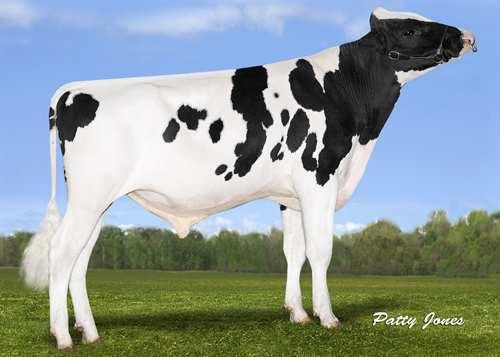 Investor CHEVERET INVESTOR 0200HO10556 MONTROSS x MCCUTCHEN x DOMAIN BACON-HILL MONTROSS PESCE MCCUTCHEN LUMINA EX-90-4YR-CAN DE-SU BKM MCCUTCHEN 1174 MORNINGVIEW DOMAIN LUANN RONELEE TOYSTORY DOMAIN