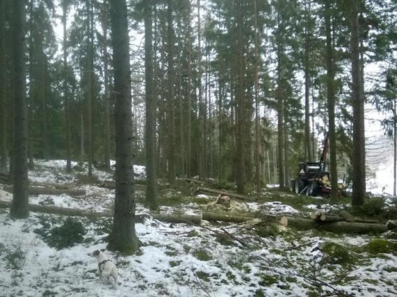 Luomukeruualueen hoito Metsätyöt talvella
