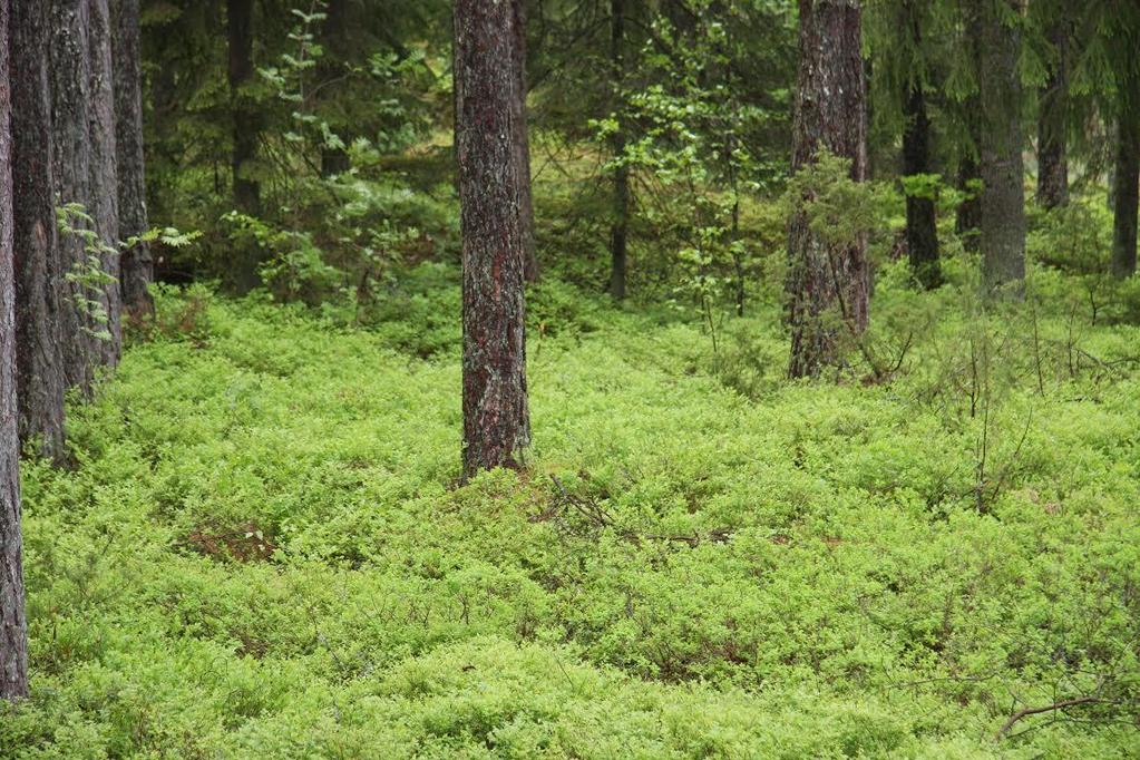 Metsänomistaja ja selvittäjä - vähän paperisotaa Metsähoitoyhdistys lausunnot hoidoista: Päätehakkuu koivikoissa
