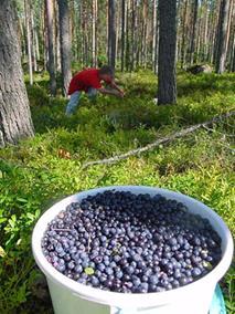 lannoituksia -> siirtymäajan lyhennys (3v) Selvitys lajien säilymisestä (Ympäristökeskus) Sopimukset eri