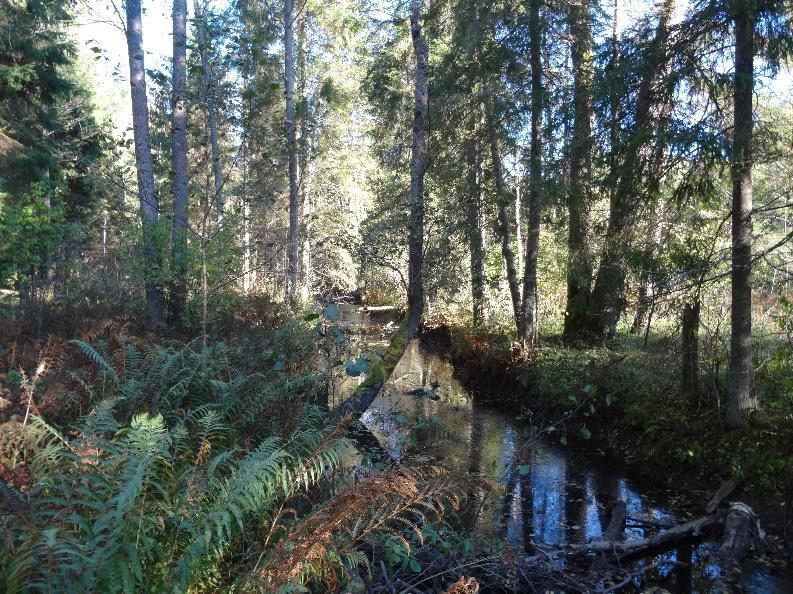 Älä jätä hakkuutähteitä suojavyöhykkeelle, jollei niitä tarvita maaperän suojeluun, jos suojavyöhykkeellä ajoa ei voida välttää.