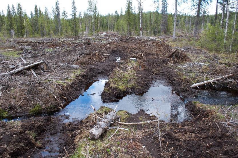 2. Metsänkäsittelytoimet ja vesistöjen veden laatu Itämeren alueella Typen (N) ja fosforin (P) huuhtouma metsätalousmaalta on yleensä vähäistä.