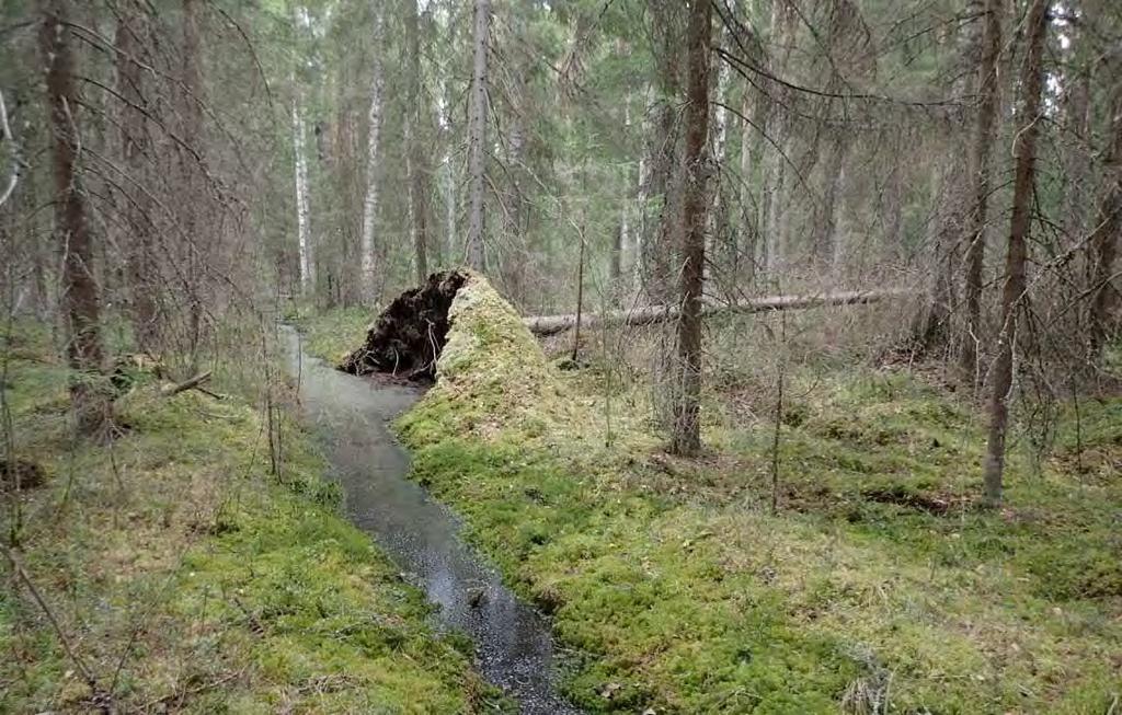 FCG SUUNNITTELU JA TEKNIIKKA OY Raportti 5 (25) Suomenselän lintutieteellisen yhdistyksen MAALI-julkaisussa paikallisesti arvokkaina lintualueina on kaavoitettavalta alueelta esitetty Huhtilammi sekä