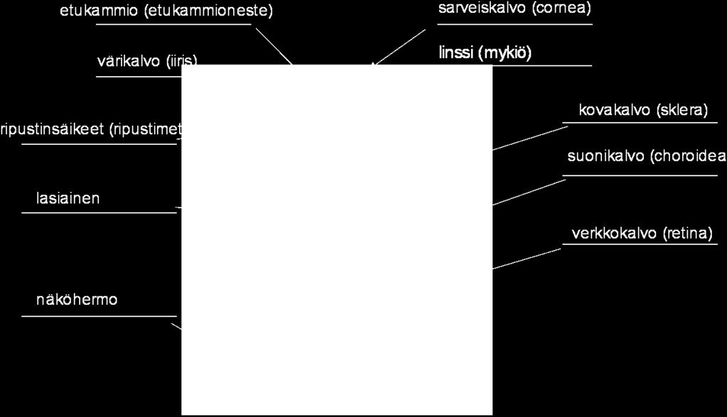 II) NIMEÄMISTEHTÄVÄ N1) Nimeä silmän rakenteet (0,5 p /rakenne, maks.