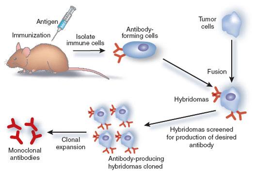 Monoklonaalisten vasta-aineiden luominen Köhler ja Milstein,