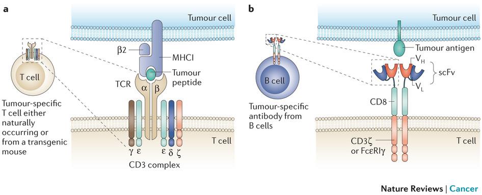 CAR-T-solu vs.