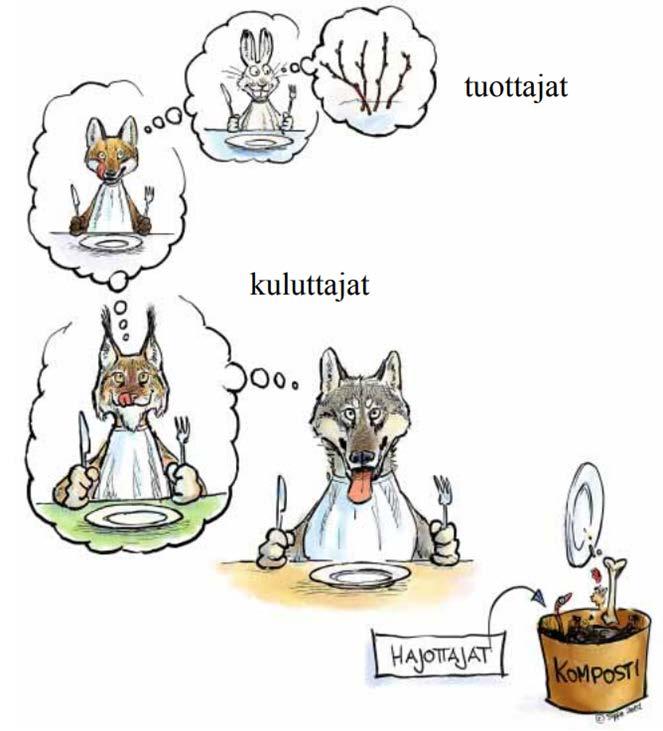 Ravintoketju Kasvit ovat tuottajia Nisäkkäät (myös ihminen) ja linnut ovat kuluttajia Energia virtaa ja aine kiertää