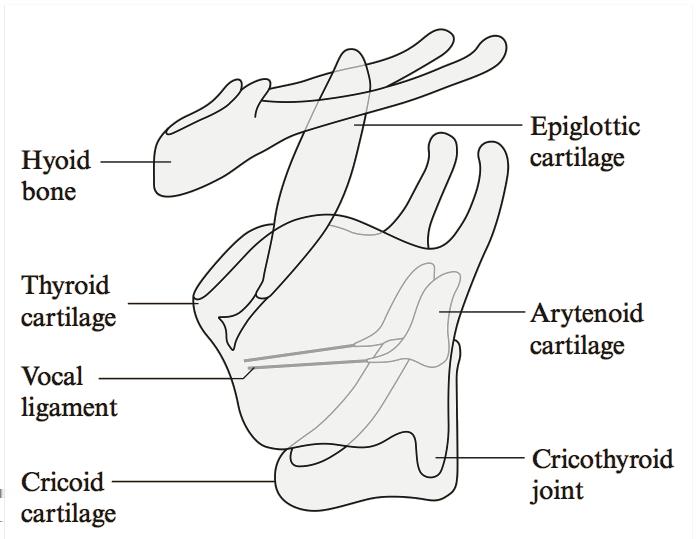 CHAPTER 3. SPEECH COMMUNICATION 15 (a) Laryngeal framework (b) Glottal action Figure 3.2: a) a view of the frame supporting vocal cords.