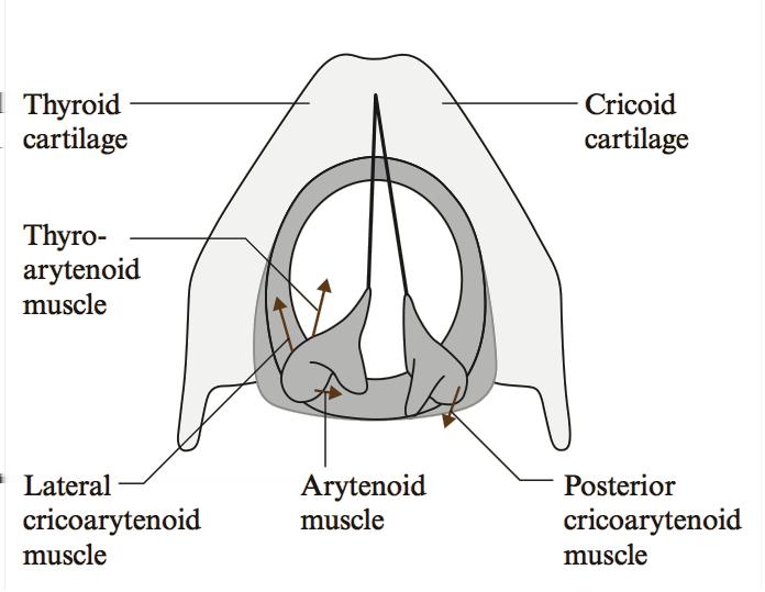 When the transglottal pressure difference exceeds a certain level it forces vocal cords apart with a lateral acceleration.