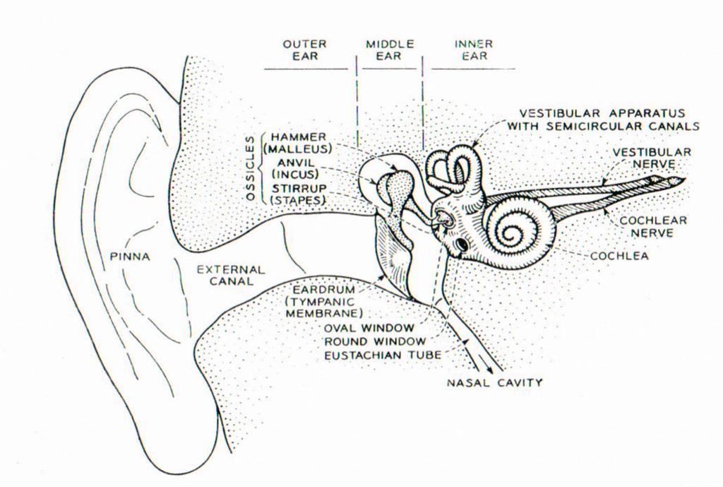 CHAPTER 3. SPEECH COMMUNICATION 19 Figure 3.5: Illustration of the human ear showing outer, middle and inner ear.
