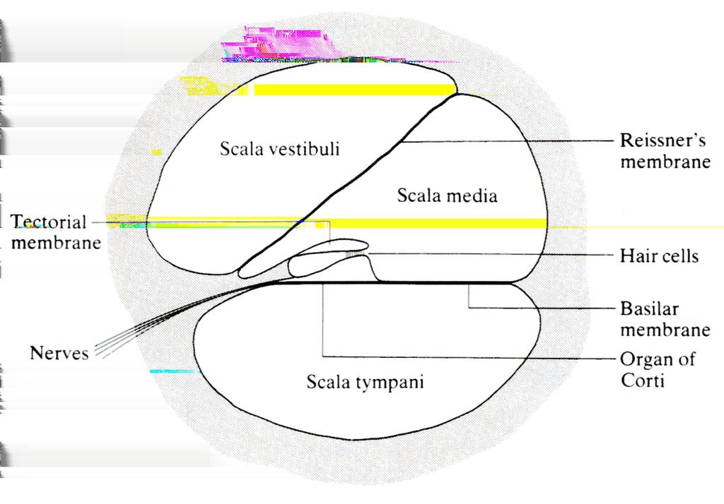 CHAPTER 3. SPEECH COMMUNICATION 21 Figure 3.6: Simplified diagram of the cochlea as it would appear if unwound. Figure adapted from (25). Figure 3.7: Cross section of one turn of the cochlea.