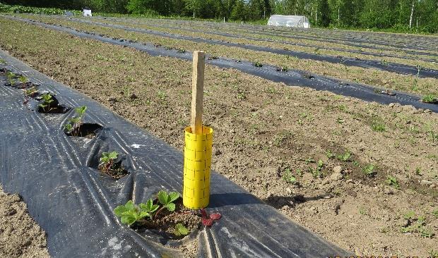 40 (Tuovinen 2010.) Suppulehdet lähetetään Luken kasvinsuojeluohjaajalle tai Biotukselle tutkittavaksi (Marttinen 2017). Lehtinäytteitä vihannespunkkien havainnointiin voi tutkia luupilla.