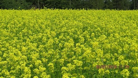 51 6 Luomumansikan esittelypelto Keväällä 2017 Multialle perustettiin noin 30 aarin luomumansikkaviljelmä.