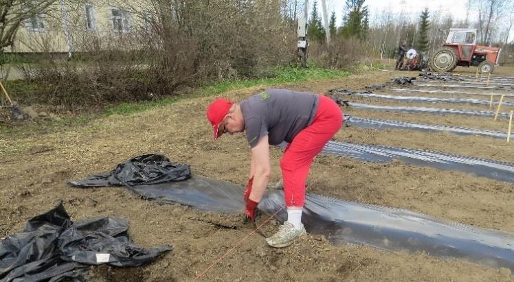 Taimet olivat saapuneet tilalle edellisellä viikolla ja niitä säilytettiin istuttamiseen asti navetassa, jonka lämpötila oli 7-8 astetta.