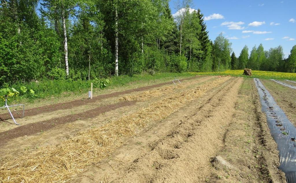 Olkea ja tattarinkuorta katteina on tutkittu, mutta ruokohelpirouheesta ei ole