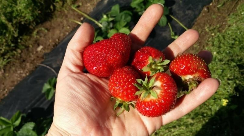 66 Kesän aikana esittelypellolla tehtiin silmämääräistä havainnointia tuholaisten osalta. Peltoon laitettiin myös keltaisia ja sinisiä liima-ansoja, joita myös tarkkailtiin (ks. kuvio 33).