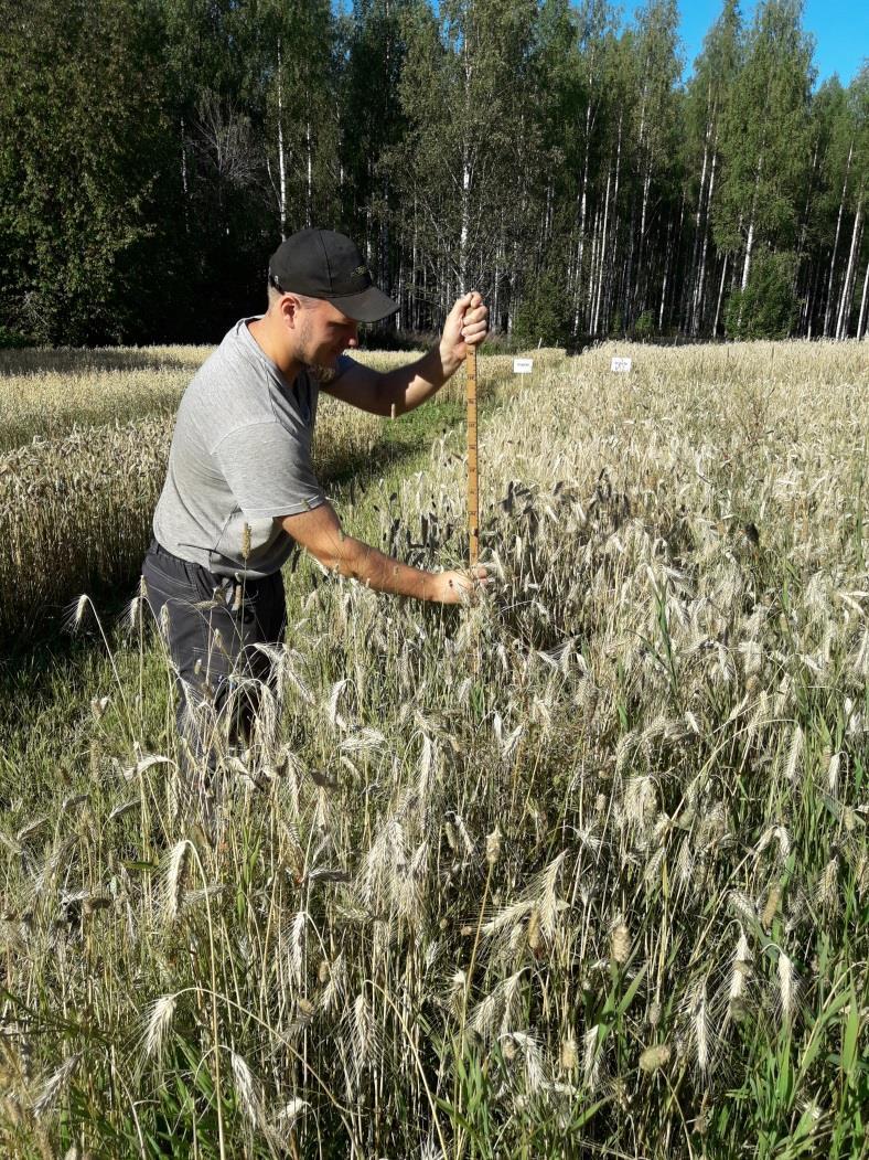 Ohran mädätelannoituskoe 2018 Kasvukaudella ei kitketty rikkoja tai tehty muitakaan toimenpiteitä Koe