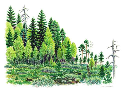 8 Vaihettumisvyöhykkeen hoito Metsän ja suon välisellä vaihettumisvyöhykkeellä yhdistyvät monet riistan kannalta tärkeät rakennepiirteet. Puusto on usein monilajista ja kerroksellista.